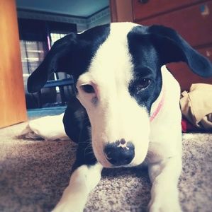 Meet your Posher, Bailey